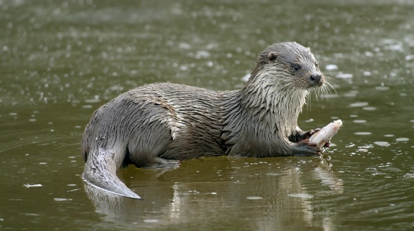Sinop'ta balık avlarken görüntülenen su samuru renkli görüntülere sahne